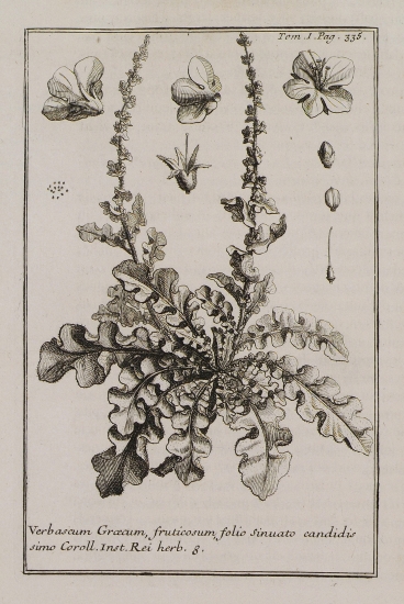 Φλόμος ο μέλας ή κολπώδης (Verbascum Graecum, fruticosum, folio sinuato candidis simo).