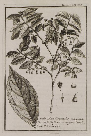 Vitis Idaea Orientalis, maxima Cerasi folio, flore variegato Coroll.