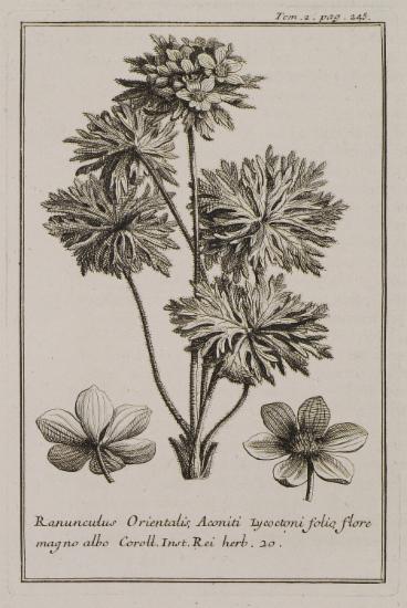 Βατράχιο ή Νεραγκούλα (Ranunculus Orientalis, Aconiti Lycoctoni folio, flore magno albo).
