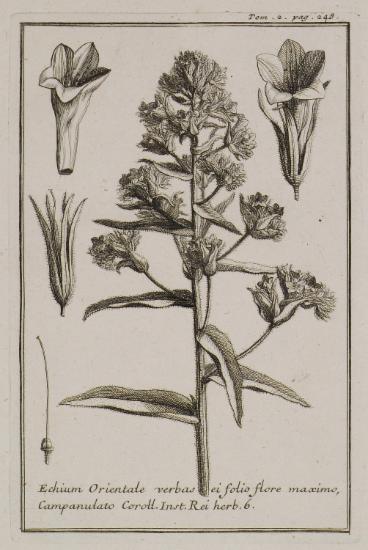Έχιο (Echium Orientale verbas ei folio flore maximo, Campanulato).