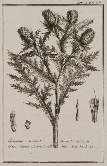 Αγκαθόθαμνος (Gundelia Orientalis, Acanthi aculeati folio, Capite glabro).