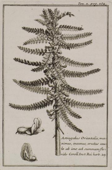 Αστράγαλος (Astragalus Orientalis, maximus, incanus, erectus caute ab imo ad summum florido).