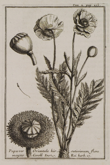 Παπαρούνα (Papaver Orientale hirsutissimum, flore magno).