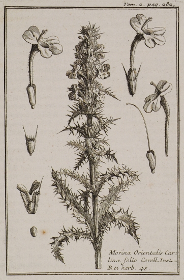 Μορίνα ή Απουράνι (Morina Orientalis Cartinae folio).