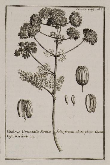 Cachrys Orientalis Ferulae folio fructu atato plano.