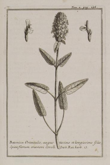 Βεττονική (Betonica Orientalis, angustissimo et longissimo folio, Spica florum crassiori).