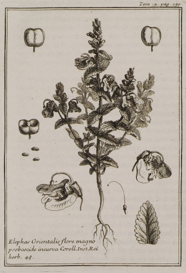 Ρίνανθος ο Ελέφας (Elephas Orientalis flore magno proboscide incurva).