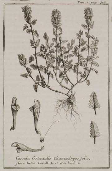 Σκαφίδιο (Cassida Orientalis Chamedryos folio, flore luteo).