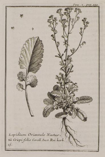 Κάρδαμο (Lepidium Orientale Nasturtii Crispi folio).