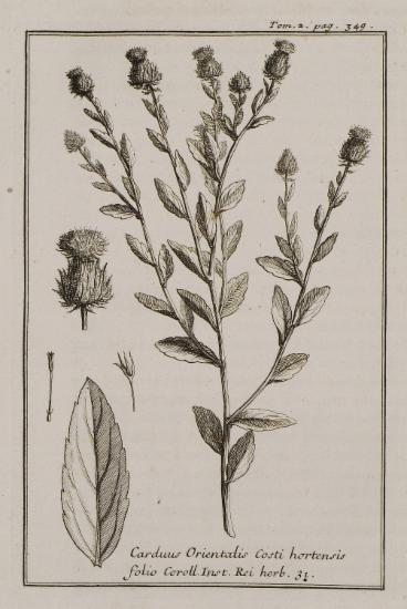 Κάρδος ή γαϊδουράγκαθο (Carduus Orientalis Costi hortensis folio).