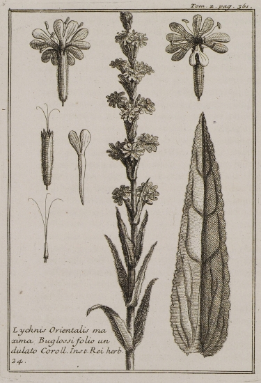 Λυχνίς (Lychnis Orientalis maxima Buglossi folio undulato).