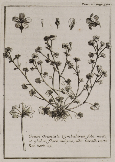 Γευστό (Geum Orientale, Cymbalariae folio molli et glabro, flore magno, albo).