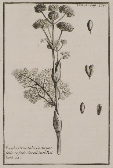 Νάρθηκας (Ferula Orientalis, Cachryos folio et facie).