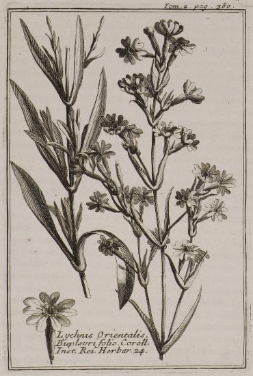 Λυχνίς (Lychnis Orientalis Buplevri folio).