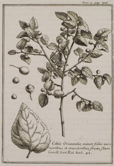 Κελτίς ή μελικουκκιά (Celtis Orientalis, minor foliis minoribus, et crassioribus, fructu, flavo).