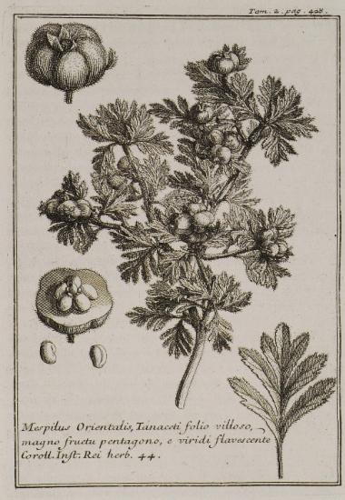 Μεσπιλιά ή Μουσμουλιά (Mespilus Orientalis, Tanaceti folio villoso, magno fructu pentagono, e viridi flavorescente).