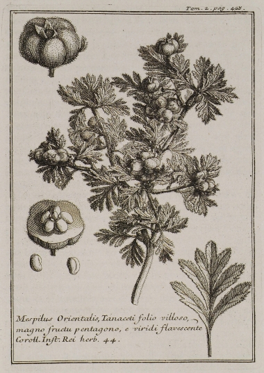 Μεσπιλιά ή Μουσμουλιά (Mespilus Orientalis, Tanaceti folio villoso, magno fructu pentagono, e viridi flavorescente).