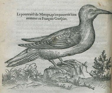 Μελισσοφάγος.