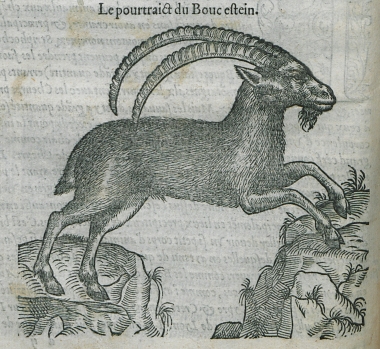 Κρητικός αίγαγρος.