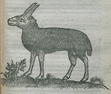 Πρόβατο με ελικωτά κέρατα από την Κρήτη (στριφοκέρι ή στροφόκερο).