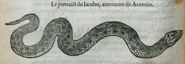 Το φίδι σαΐτα (Platyceps najadum).