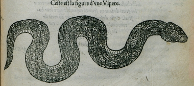 Οχιά της Αιγύπτου.