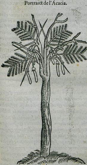Είδος ακακίας από την οποία εξάγεται το αραβικό κόμμι (Acacia senegal ή acacia seyal).