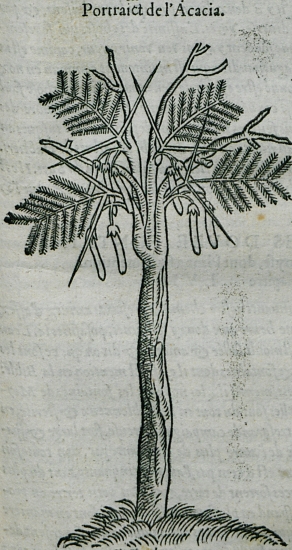 Είδος ακακίας από την οποία εξάγεται το αραβικό κόμμι (Acacia senegal ή acacia seyal).