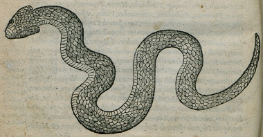 Δεντρογαλιά.