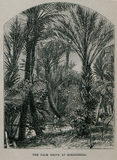 Φοινικώνας στη Μπορντιγκέρα.