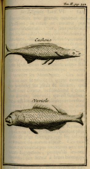 Ψάρια του Νείλου: «Κασούκ» και πέρκα (lates niloticus).
