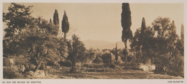 Ελαιώνας στην Αρχαία Γόρτυνα.