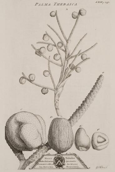Διάφορες απεικονίσεις καρπού του φυτού Θηβαϊκή υφαίνη ή φοίνικας Ντούμ (Hyphaene Thebaica).