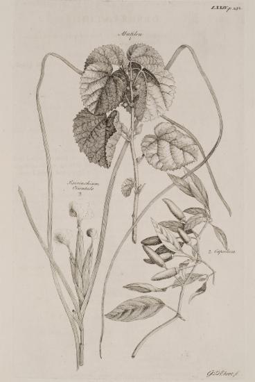 1. Φυτό του γένους Abutilum (Αβούτιλο). 2. Φυτό του γένους Capsicum (είδος πιπεριάς). 3. Φυτό του γένους Sisyrinchium (Σισυρίγχιο).