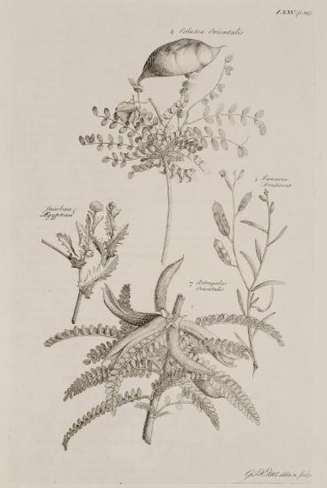 4. Φυτό του γένους Colutea (Κολουτέα) 5. Φυτό του γένους Λουναρία (γυαλάκι) 6. Φυτό του γένους Senecium (Σενέκιο), πιθανώς Senecium Aegyptium. 7. Φυτό του γένους Αστράγαλος (Astragalus), πιθανώς Astragalus lusitanicus orientalis.