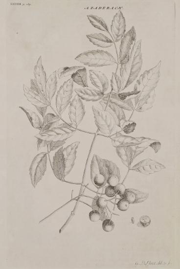 Κλαδί και καρποί του φυτού Μελία η Αζεδαράχειος (Melia Azedarach) ή Μελιά ή Αγριοπασχαλιά, το οποίο είδε ο Ρ. Πόκοκ (R. Pococke) στην Παλαιστίνη.
