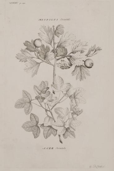 Κλαδί με φύλλα και καρπούς του φυτού Μεσπιλιά (Mespilus germanica) από την Παλαιστίνη. Κλαδί με φύλλα και καρπούς του φυτού Acer sempervirens (Σφεντάμι) από την Παλαιστίνη.