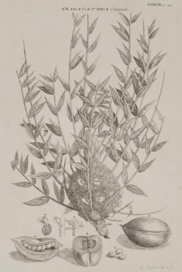 Διάφορα μέρη φυτού του γένους Αστράγαλος, πιθανώς Αστράγαλος κομμεωφόρος (Astragalus gummifer), από το οποίο παράγεται το κόμμι τραγάκανθος.