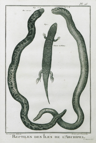 Εικ. 2 A, B: Όψεις φιδιού του είδους Έρυξ (Eryx jaculus), υποείδους Eryx jaculus turcica, από το νησί Πολύαιγος στις Κυκλάδες. Εικ. 1: Σαύρα του είδους λιακόνι ή Χαλκίδης ο οσελοτωτός (Chalcides ocellatus).