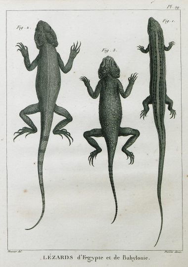 Σαύρες από την Αίγυπτο και την περιοχή της Μεσοποταμίας. Εικ. 1: Ραβδωτή σαύρα από την Αίγυπτο (Trachylepis vittata ή Scincus vittatus). Εικ. 2: Σαύρα του είδους Trapellus agilis ή Agama agilis από τα περίχωρα της Βαγδάτης. Εικ. 3: Σαύρα του είδους Trapelus ruderatus ή Agama ruderata από τα περίχωρα της Βαγδάτης.