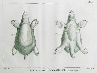 Χελώνα με μαλακό καύκαλο του είδους Rafetus euphraticus, την οποία σκότωσε ο Olivier ενώ διέσχιζε τον Ευφράτη. Εικ. 1: Απεικόνιση του άνω μέρους του σώματος. Εικ. 2: Απεικόνιση του κάτω μέρους του σώματος.
