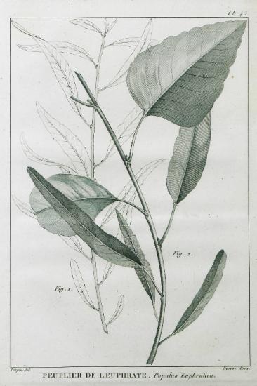 Φύλλα λεύκας του είδους Λεύκη η ευφρατική (Populus euphratica), που παρουσιάζει μεγάλη ποικιλομορφία στο φύλλωμά του. Γι' αυτόν το λόγο ο Olivier παρέθεσε στο έργο του συνολικά τρεις απεικονίσεις φύλλων από φυτά της ευφρατικής λεύκας.