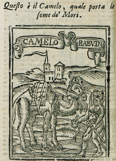 Καμήλα και μπαμπουίνος από τη Δαμιέττη.