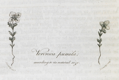 Ανθισμένο φυτό του γένους Veronica, το οποίο βρήκε ο συγγραφέας κατά το ταξίδι του στον Αίμο.