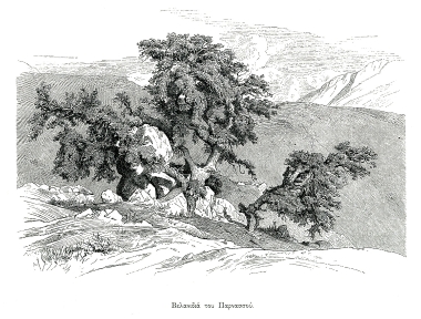 Βελανιδιά του Παρνασσού.
