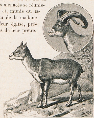 Κυπριακό αγρινό.