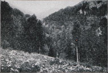Ροδόδεντρα (αζαλέες) κοντά στην Τραπεζούντα.