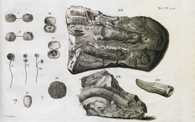 Όστρακα και απολιθώματα από την Κροατία.