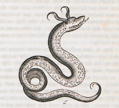 Δηλητηριώδες φίδι, που ο συγγραφέας υποστηρίζει ότι είδε στην Αιθιοπία.