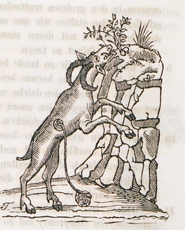 Το ελάφι από τους αδένες του οποίου εξάγεται το άρωμα μόσχος.